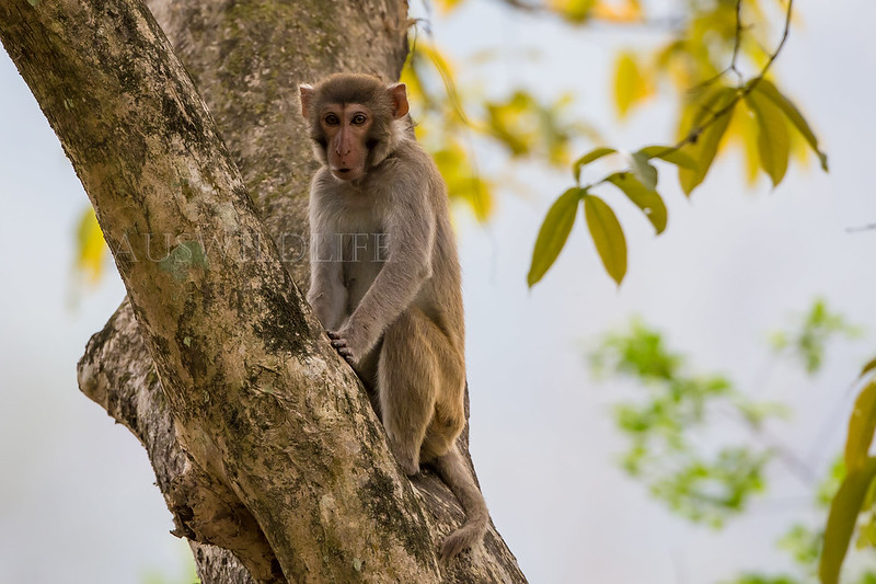 Rhesus Macaque, Macaca mulatta