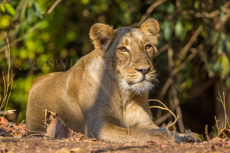 Asiatic Lion , Panthera leo persica