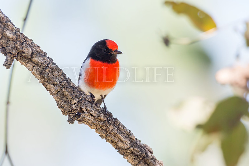 Red-capped Robin, Petroica goodenovii