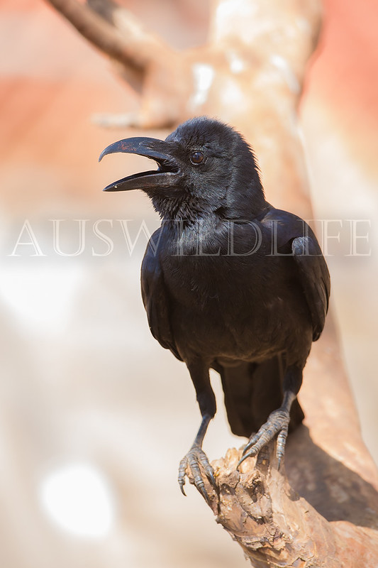 Jungle Crow, Corvus culminatus