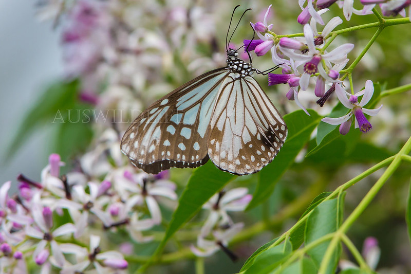 Glassy Tiger Butterfly, Parantica aglea
