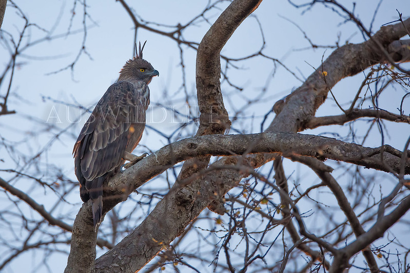 Crested Hawk Eagle, Nisaetus cirrhatus