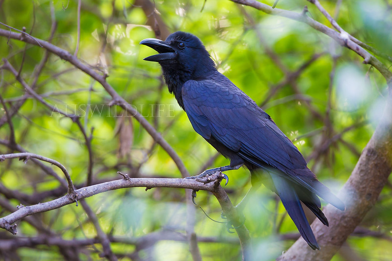 Indian Jungle Crow, Corvus culminatus