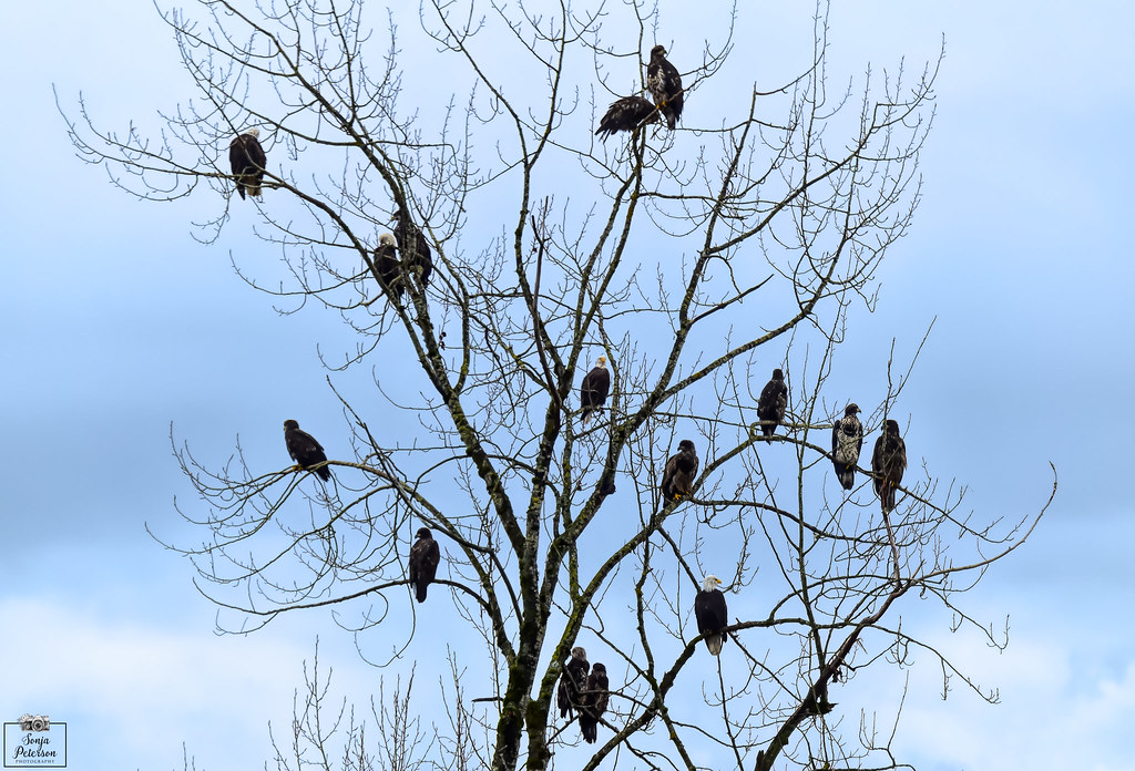 Eagles at Lower Stave River
