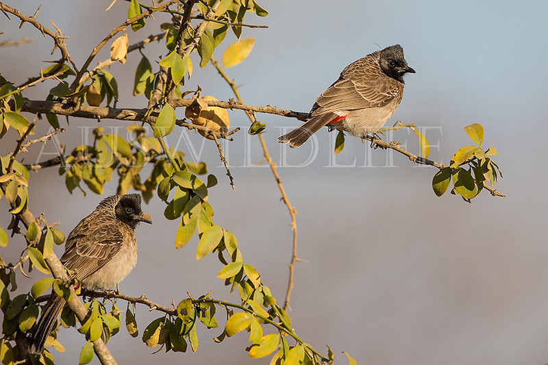 Red-vented Bulbul, Pycnonotus cafer