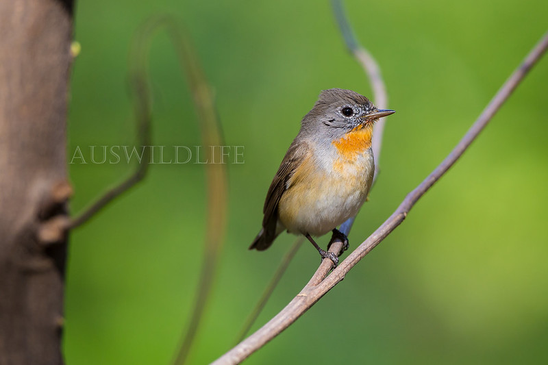 Red-breasted Flycatcher, Ficedula parva
