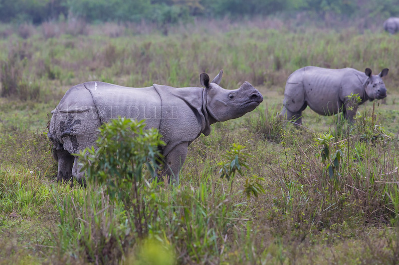 Indian Rhinoceros , Rhinoceros unicornis