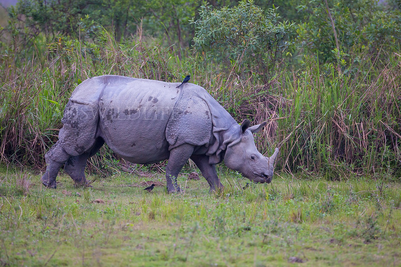 Indian Rhinoceros , Rhinoceros unicornis