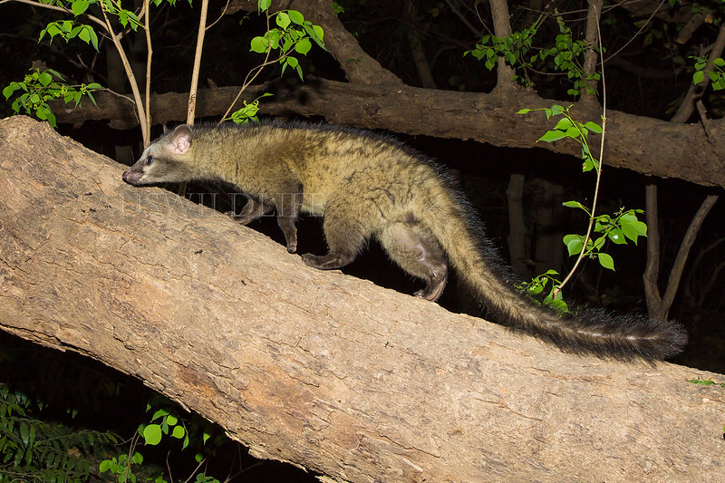 Common Palm Civet, Toddy Cat, Paradoxurus hermaphroditus