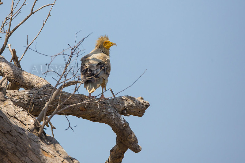 Egyptian Vulture , Neophron percnopterus