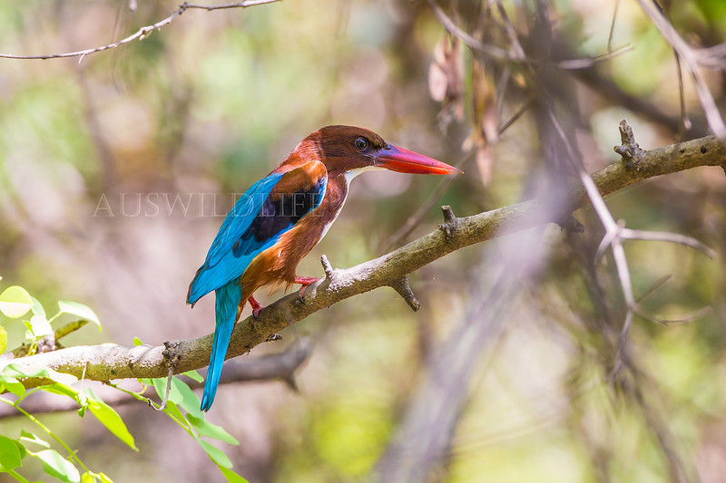 White-throated Kingfisher, Halycon smyrnensis