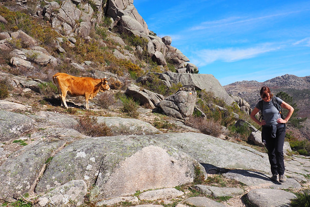 Cow on the path, Peneda Geres