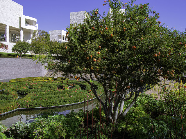 Pomegranate at Getty Center, Los Angeles