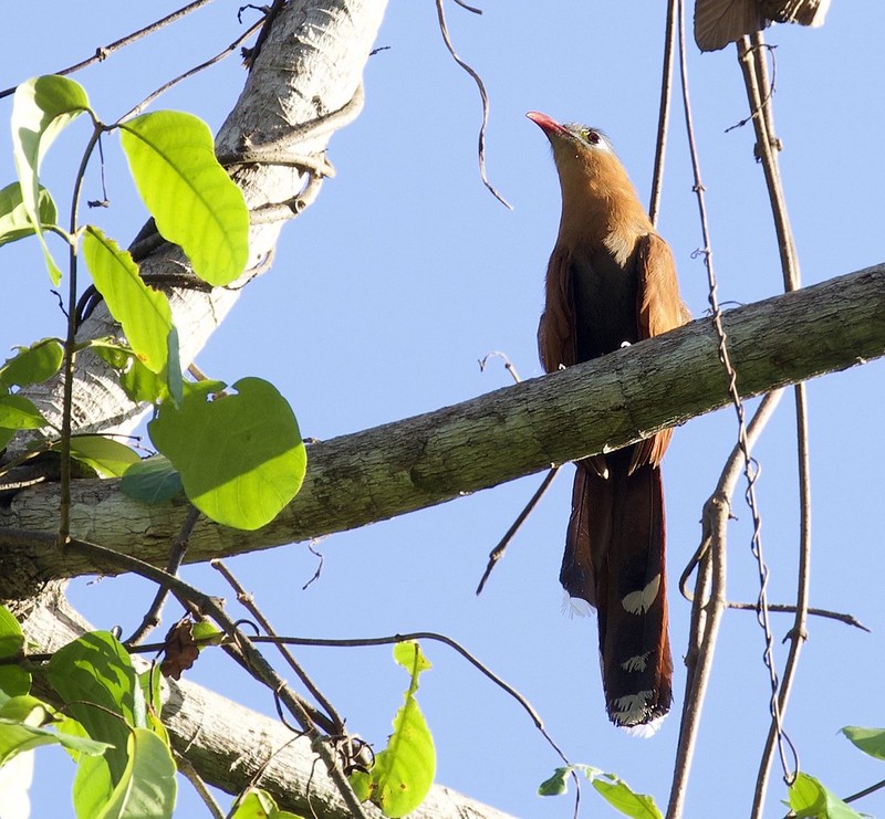 Black-bellied Cuckoo_Piaya melanogaster_Guyana_Ascanio_ 199A5911