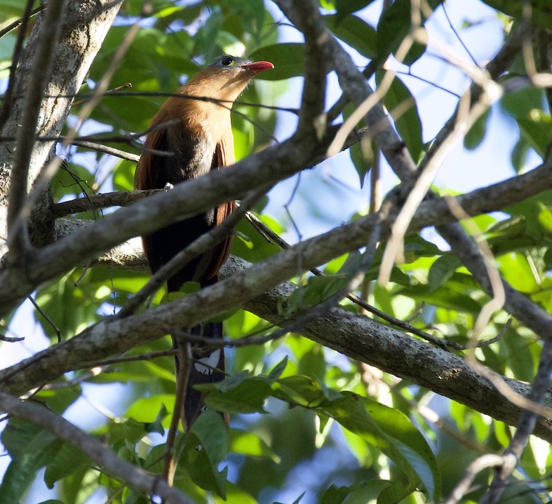 Black-bellied Cuckoo_Piaya melanogaster_Guyana_Ascanio_ 199A5879