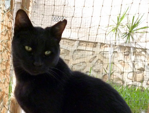 Petunia, gatita negra tímida y buena esterilizada, nacida en Marzo´17, en adopción. Valencia. ADOPTADA. 49123339113_fdd9a0b9de
