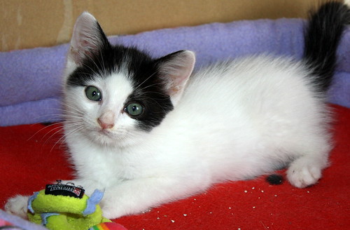 Nacho, gatito blanco con toques negros esterilizado, activo y divertido nacido en Septiembre´19, en adopción. Valencia. ADOPTADO. 49123813356_90f5b0dde6