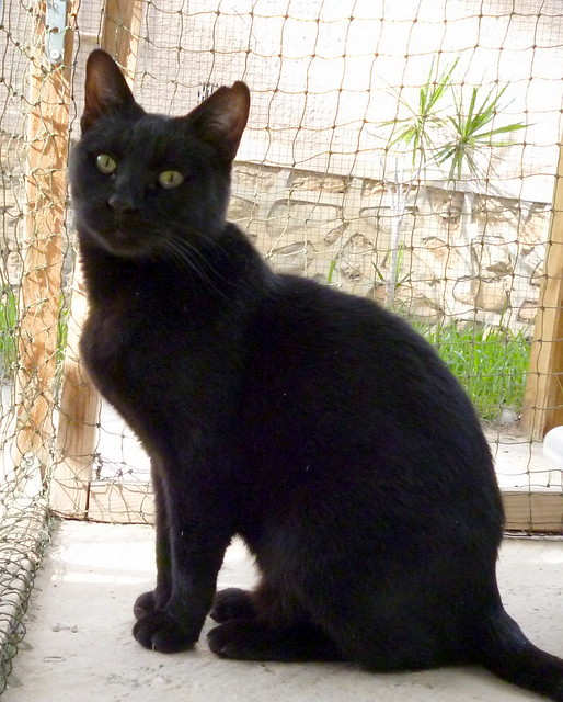Petunia, gatita negra tímida y buena esterilizada, nacida en Marzo´17, en adopción. Valencia. ADOPTADA. 49123835971_0c1cfb264e_z