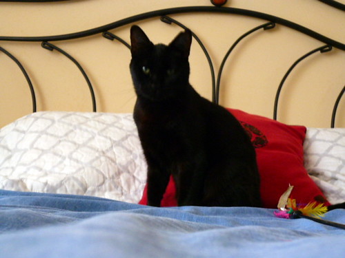 Petunia, gatita negra tímida y buena esterilizada, nacida en Marzo´17, en adopción. Valencia. ADOPTADA. 49124036822_5ac7bc7431