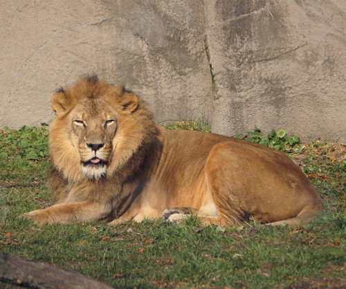 Simba | by Lee Ann Fisher