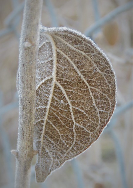 frosted brown leaf