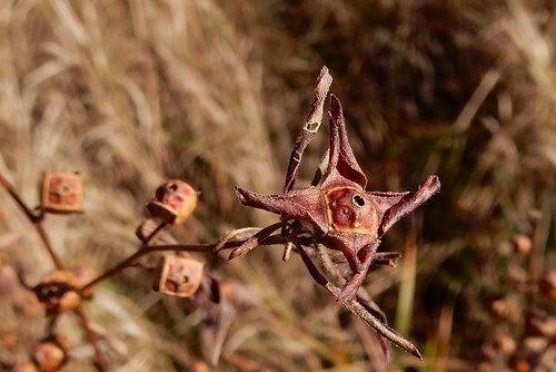 seedbox ludwigia alternifolia wisconsin wetland wildflower