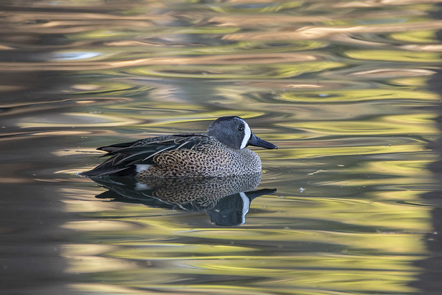 Blue-winged Teal Male in Reflections