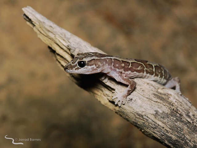 Box-patterned gecko (Lucasium steindachneri)