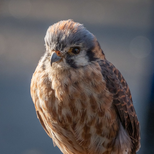 American Kestrel