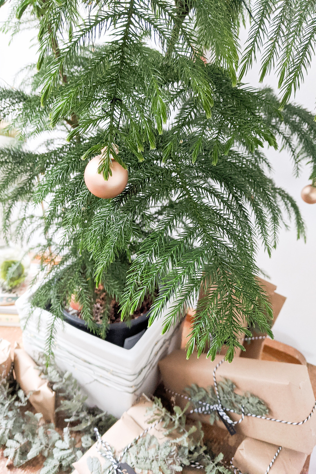 An Eco-Friendly Christmas Tree
