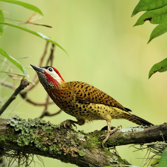 Colaptes punctigula - Spot-breasted woodpecker