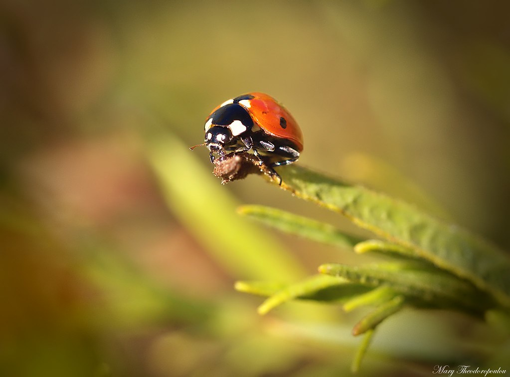 November ladybug | OLYMPUS DIGITAL CAMERA | Mary Theodoropoulou | Flickr