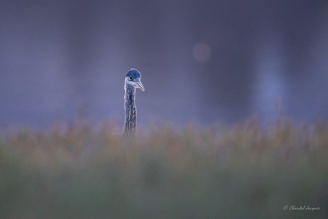 Hunting at the Blue Hour - Great Blue Heron Style
