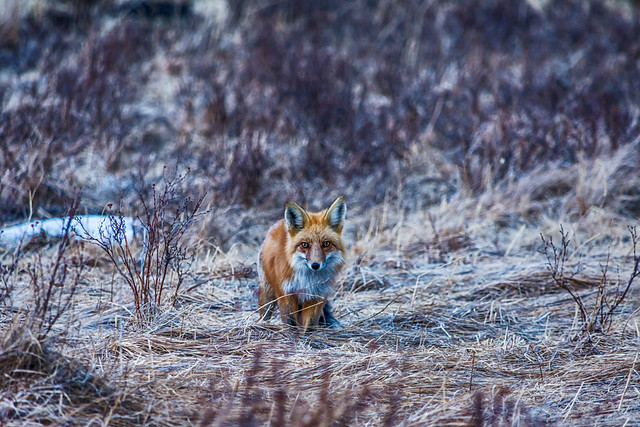 Fox At Beaver Brook Watershed