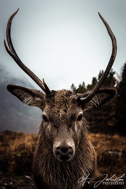Eye contact with a Stag