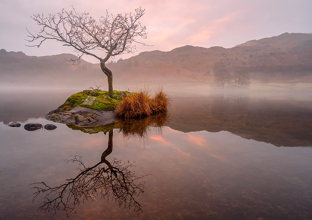 Rydal Water lone tree just as the sunrise attempted to break through the mist.