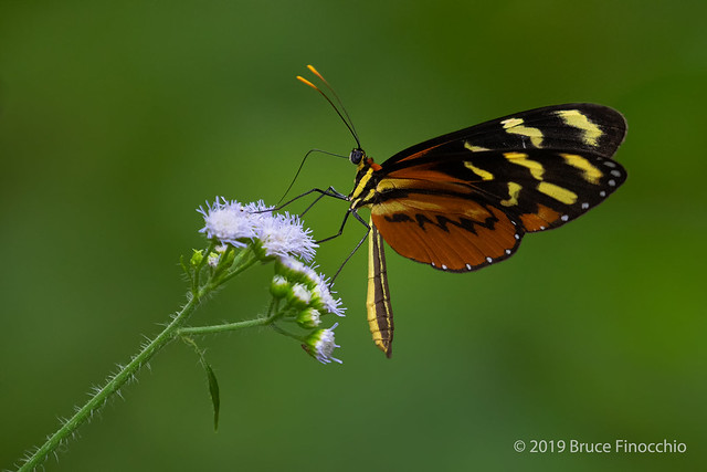 Orange-spotted Tiger Clearwing Or Disturbed Tigerwing Feeding On Small White Blossoms