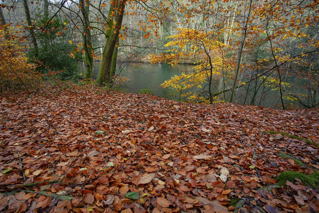 Autumn Leaves @ Waggoners Wells