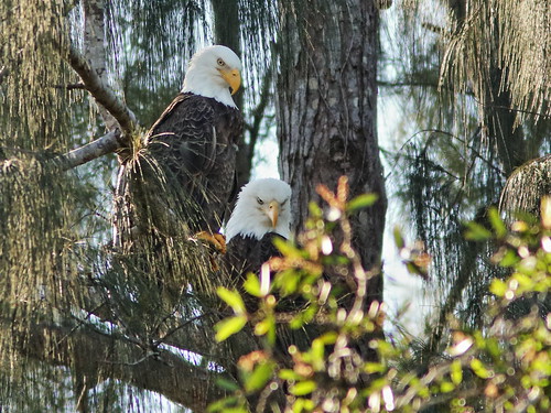 Bald Eagle male and female move higher in tree 06-0191126