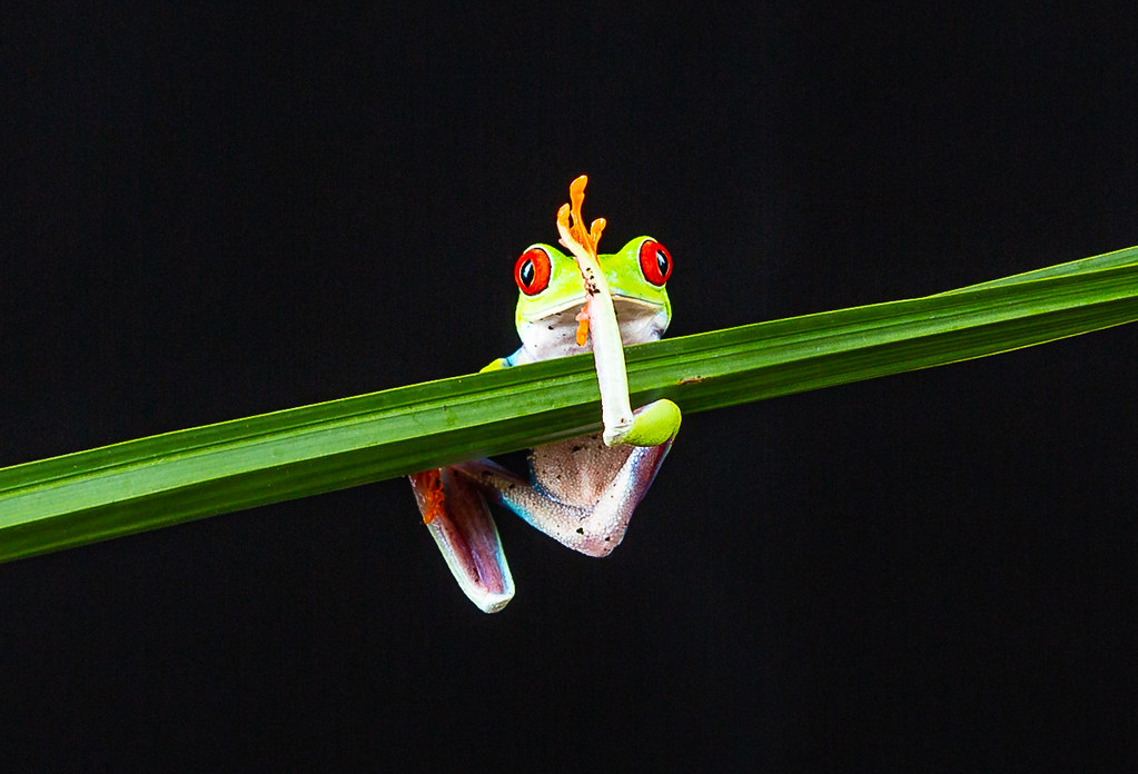 Red Eyed Tree Frog.