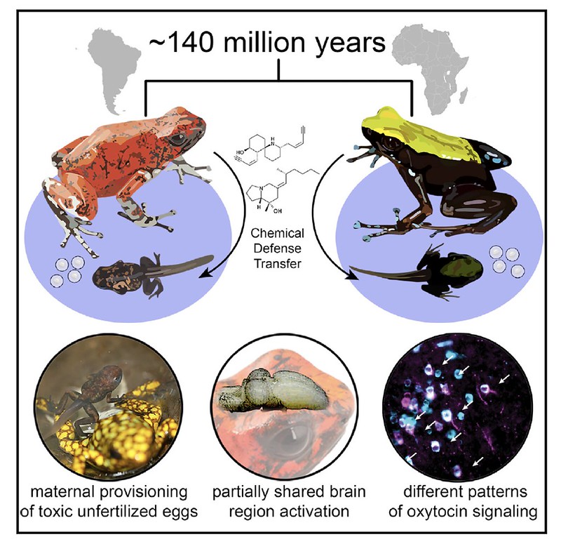 Proyecto Evolucion ranas venenosas