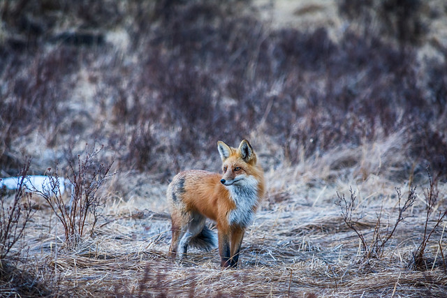 Fox At Beaver Brook Watershed