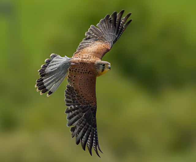 Male Common Kestrel ( falco tinnunculus ) - On The Hunt !!