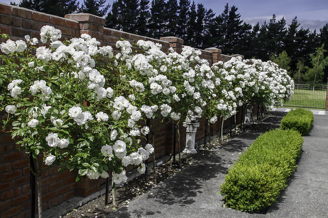 Buxus hedge growing in front of a row of magnificent profuse bloom of standard white roses