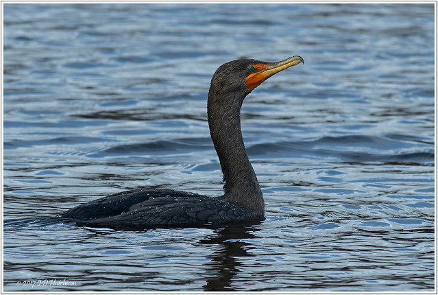 Cormorant-Swan-Lake-_2017