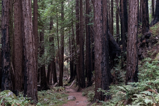 Redwoods, Lime Kiln State Park, Big Sur, Califofrnia