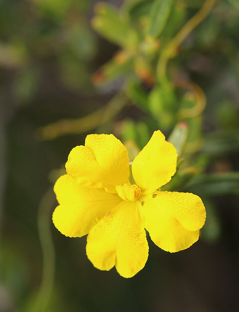 Guinea Flower