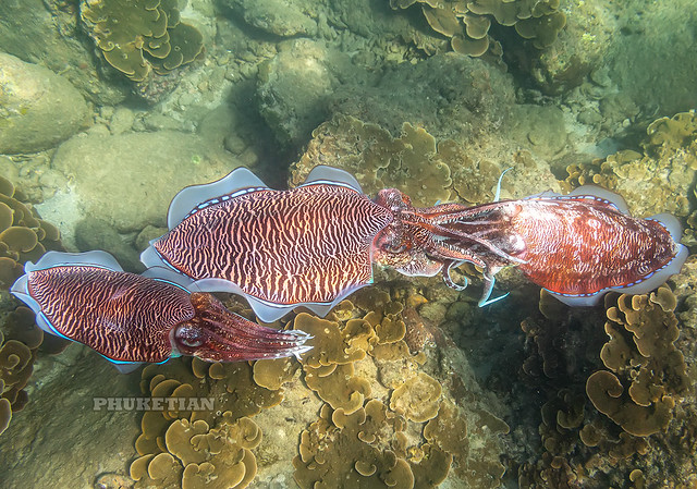 Sex for three at cuttlefishes. Phuket, Thailand IMG_0620bs