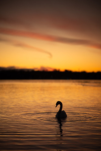 swan by Marc McDermott, Thanks for viewing!swan frenchmansbay sunset evening calm lone water sky clouds ontario canada picke