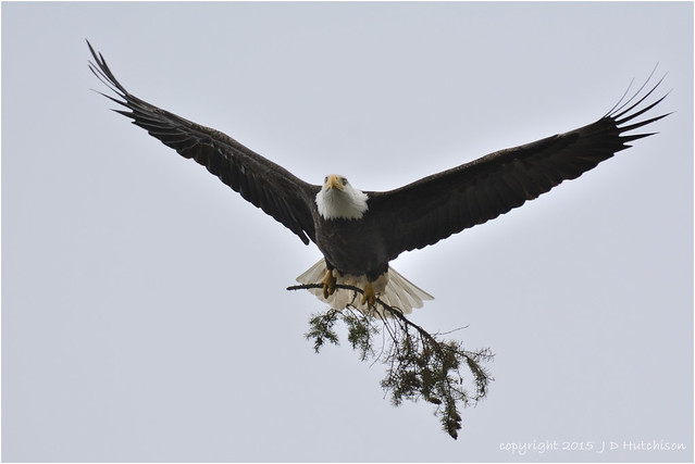 Eagle-With-Branch